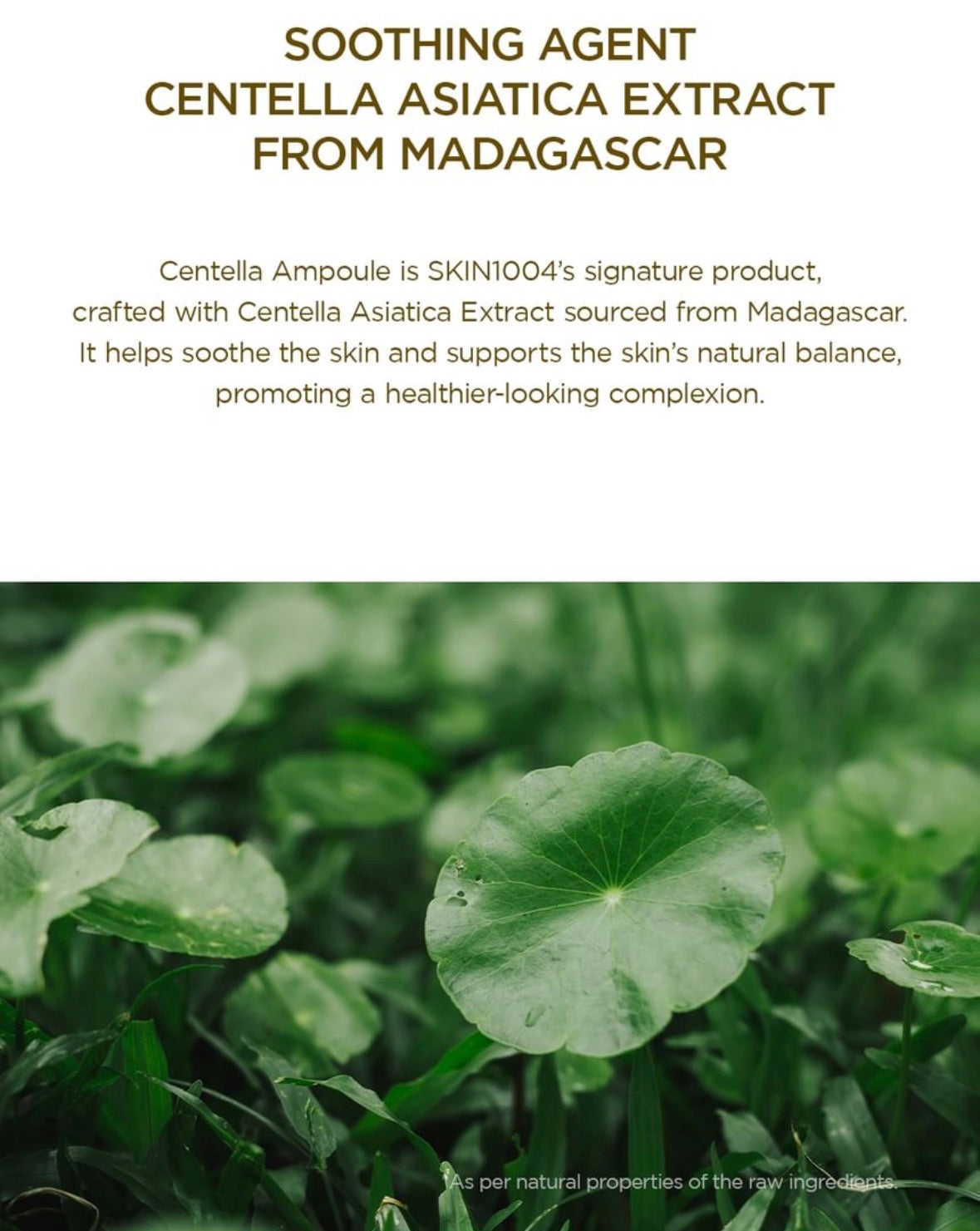 SKIN1004 - Madagascar Centella Asiatica 100 Ampoule 100ml