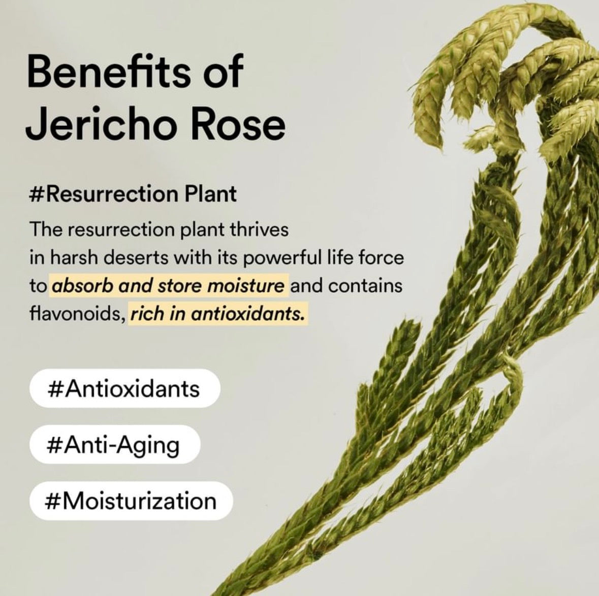 Abib - Collagen Eye Crème Jericho Rose Tube 30ml